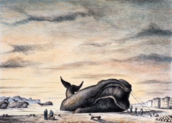 OLIVIER O. Olivier | Le déchargement de la baleine