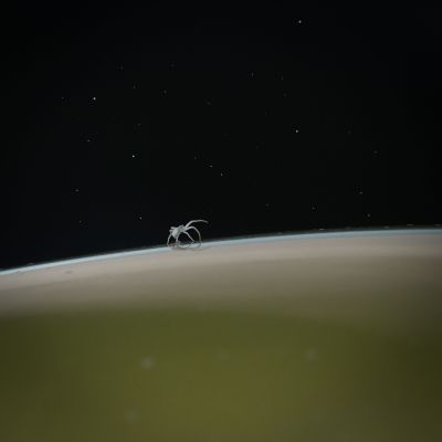 ROUDIER Jim | Vénus