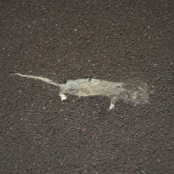 ROUDIER Jim | Rat plat