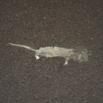 ROUDIER Jim | Rat plat